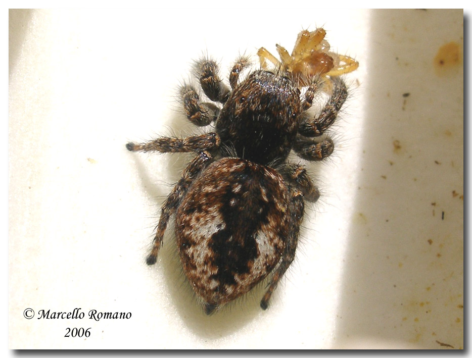 femmina di Philaeus chrysops preda ....Araniella